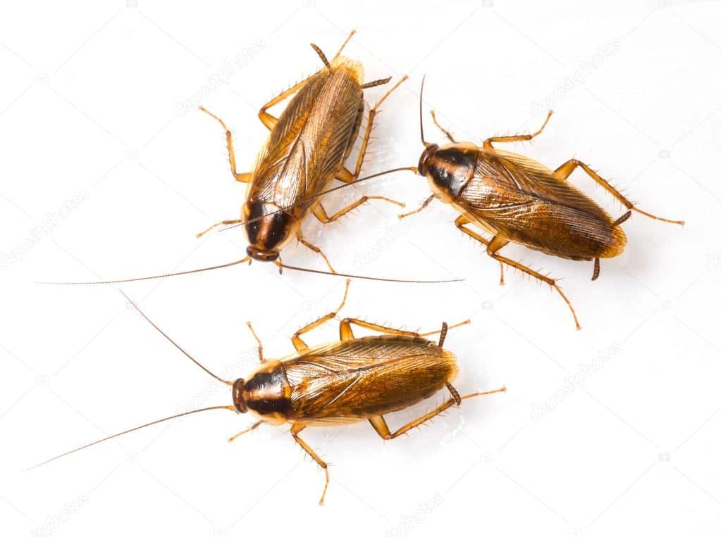 cucaracha-alemana
