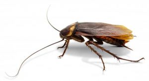 Cucaracha-voladora