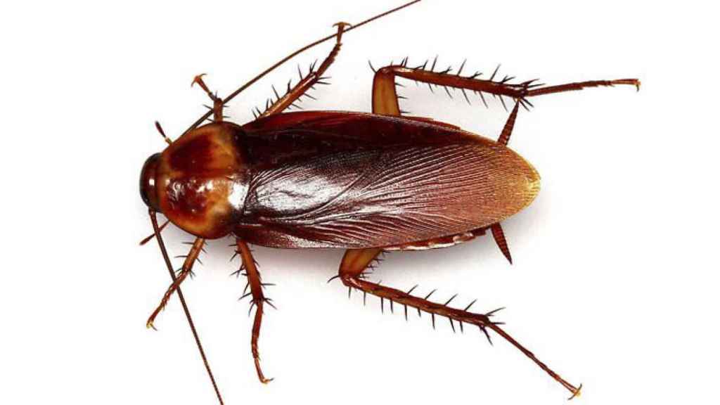 cucaracha-trumix