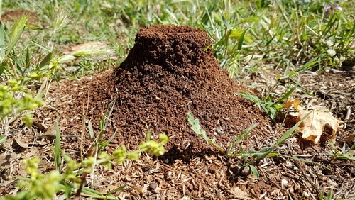 hormigas-cueva